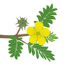 Tribulus Terrestris