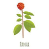 Panax Ginseng