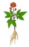 Panax Ginseng
