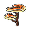 Reishi Mushroom