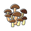 Shiitake Mushroom